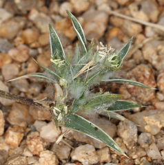 Munroa squarrosa