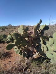 Opuntia leucotricha