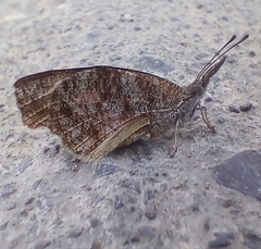 Libytheana carinenta mexicana