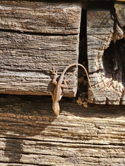Anolis carolinensis