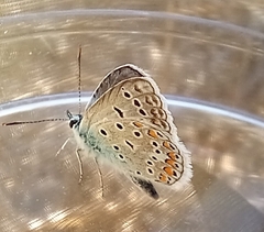 Polyommatus icarus