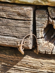 Anolis carolinensis