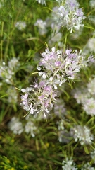Warea cuneifolia
