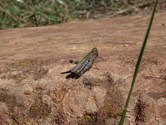 Stenobothrus lineatus