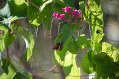 Thorybes dorantes calafia