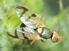 Urophora stylata