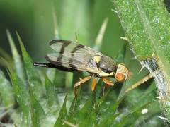 Urophora stylata