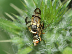 Urophora stylata