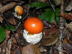Amanita caesarea