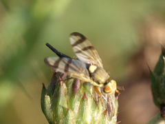 Urophora stylata