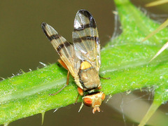 Urophora stylata