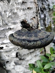 Phellinus nigricans