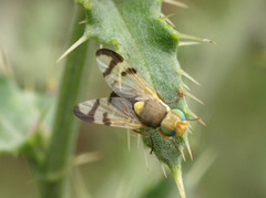 Urophora stylata