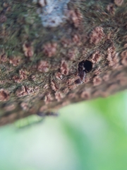 Pseudomyrmex