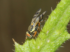 Urophora stylata