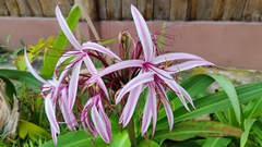 Crinum × amabile