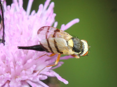 Urophora stylata