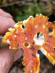 Amanita flavoconia