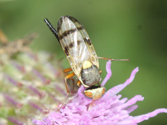 Urophora stylata