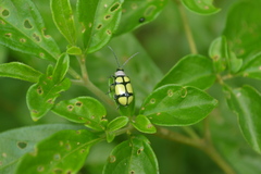 Omophoita octoguttata