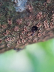 Pseudomyrmex
