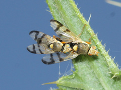 Urophora stylata