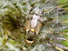 Urophora stylata