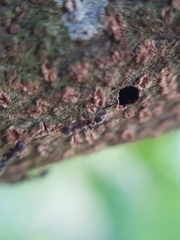 Pseudomyrmex