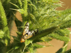 Urophora stylata