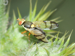 Urophora stylata