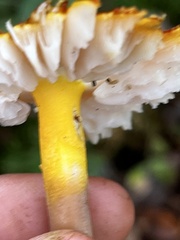 Amanita flavoconia