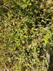 Hermannia cuneifolia