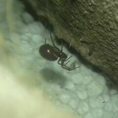Steatoda bipunctata