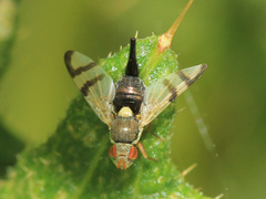 Urophora stylata