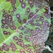 Ramularia rubella - Photo (c) Cricket Raspet,  זכויות יוצרים חלקיות (CC BY), הועלה על ידי Cricket Raspet