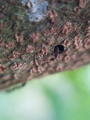 Pseudomyrmex