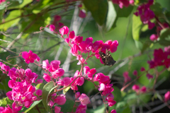 Thorybes dorantes calafia