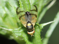 Urophora stylata