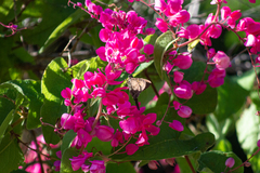 Thorybes dorantes calafia