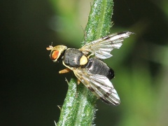 Urophora stylata