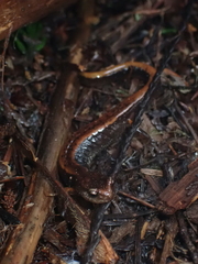 Plethodon vehiculum