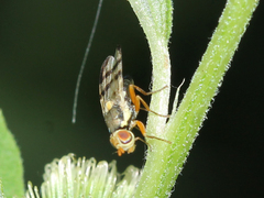 Urophora stylata