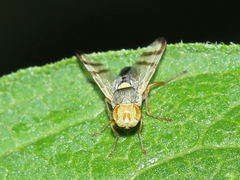 Urophora stylata