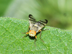 Urophora stylata