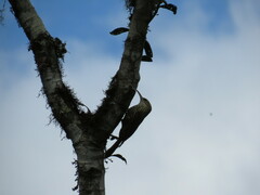 Lepidocolaptes falcinellus