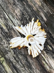 Amanita flavoconia