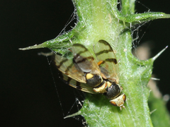 Urophora stylata