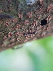 Pseudomyrmex