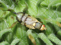 Urophora stylata