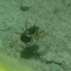 Steatoda bipunctata
